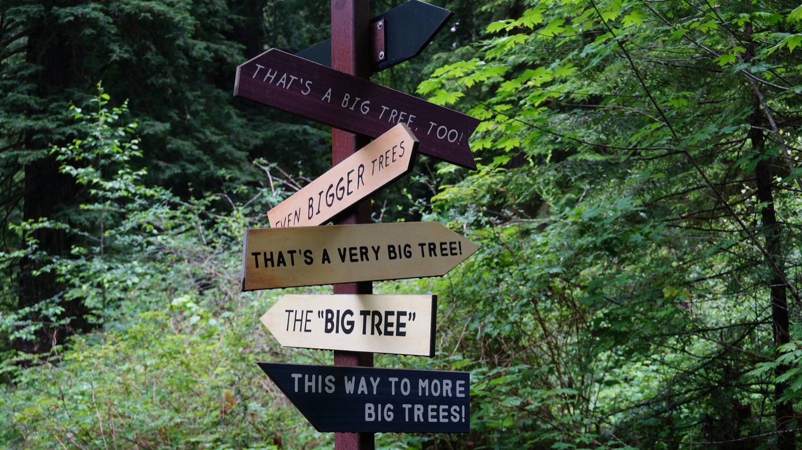 A redwoods trail sign pointing toward several big trees