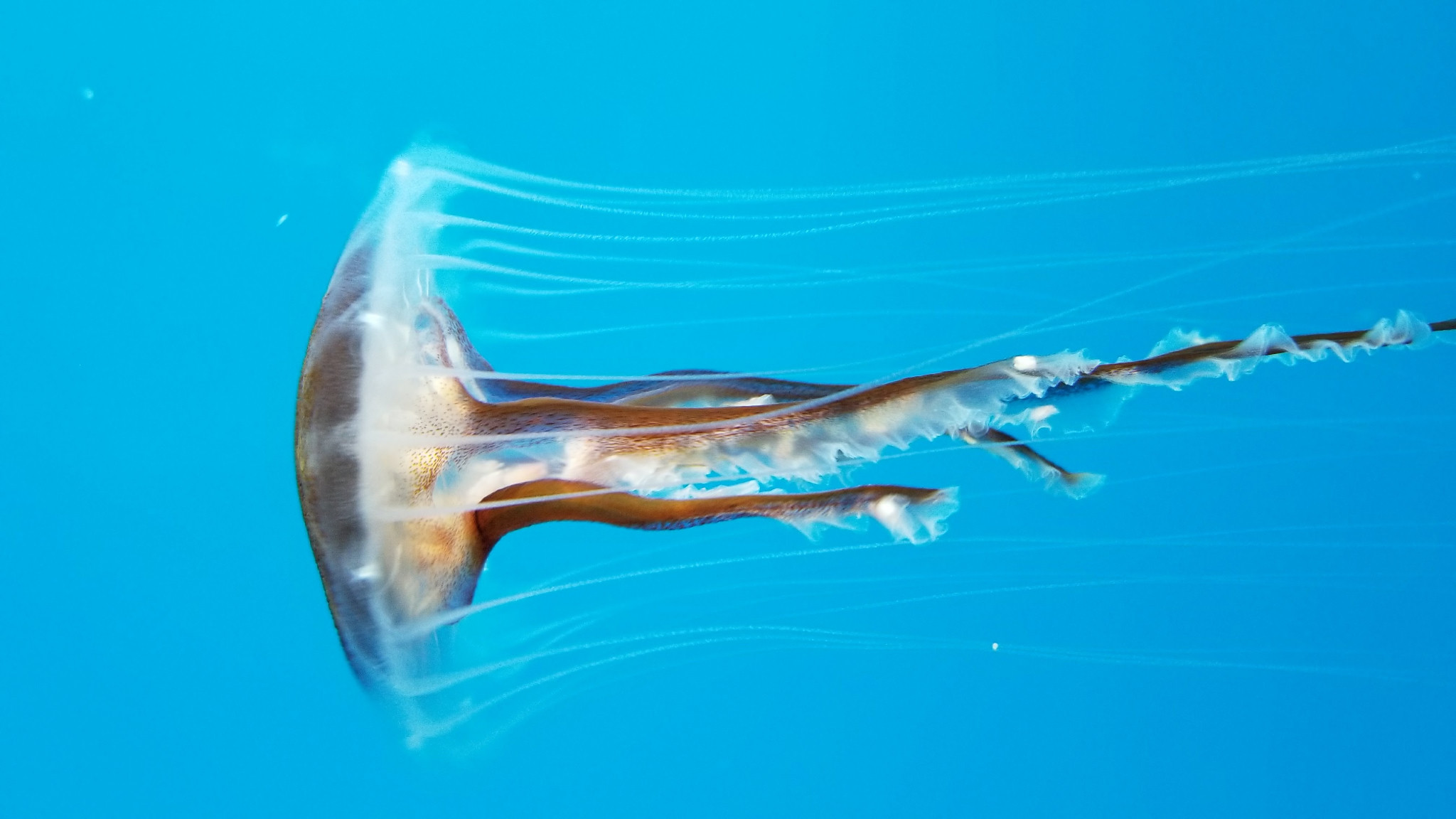 A translucent jellyfish with trailing tentacles against a cyan background.